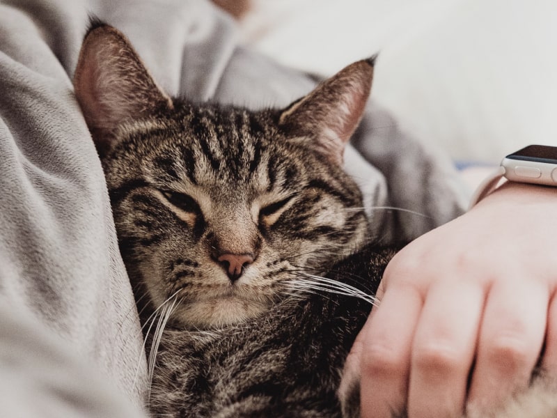 Swollen Lymph Nodes In Cats